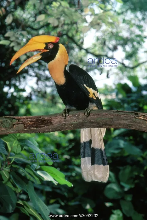 : Great Indian Hornbill : Great Indian Hornbill