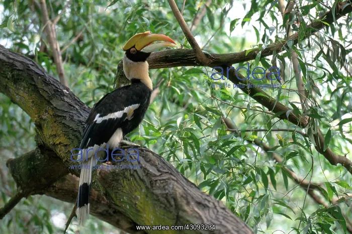 : Great Indian Hornbill : Great Indian Hornbill