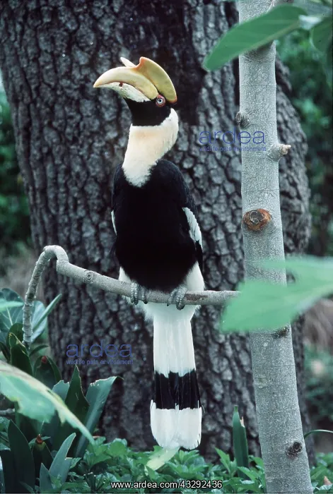 : Great Indian Hornbill - perched on branch : Great Indian Hornbill - perched on branch