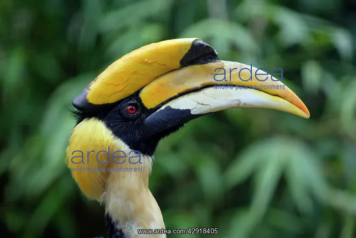 : Great Indian Hornbill - Portrait : Great Indian Hornbill - Portrait