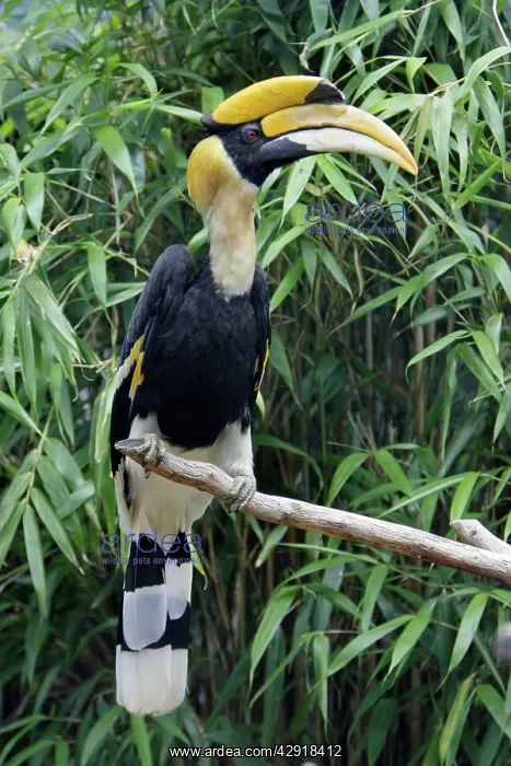 : Great Indian Hornbill - sitting on branch : Great Indian Hornbill - sitting on branch
