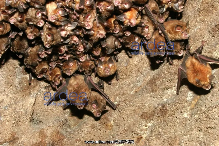 : Great Indian Horseshoe Bats - hanging at roost : Great Indian Horseshoe Bats - hanging at roost