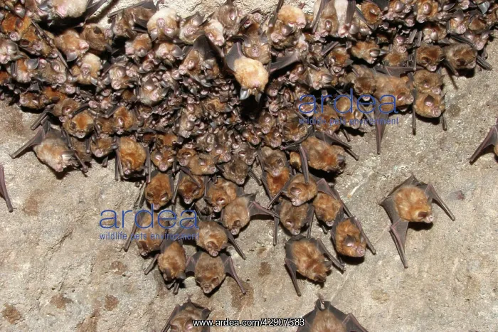 : Great Indian Horseshoe Bats - mass hanging at roost : Great Indian Horseshoe Bats - mass hanging at roost