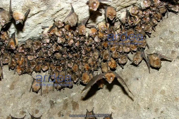 : Great Indian Horseshoe Bats - mass hanging at roost : Great Indian Horseshoe Bats - mass hanging at roost