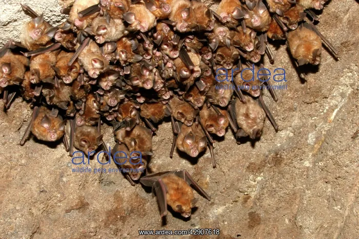 : Great Indian Horseshoe Bats - mass hanging at roost : Great Indian Horseshoe Bats - mass hanging at roost
