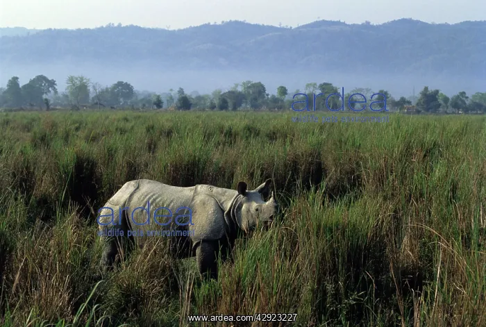 : Great Indian / One-horned Rhinoceros : Great Indian / One-horned Rhinoceros