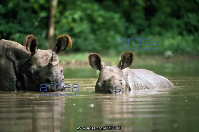 : Great Indian / One-horned RHINOCEROS : Great Indian / One-horned RHINOCEROS