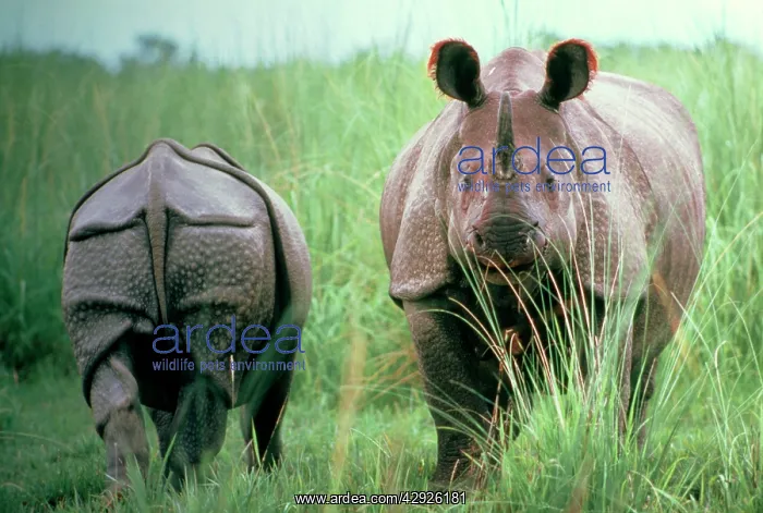 : Great Indian / One-horned RHINOCEROS : Great Indian / One-horned RHINOCEROS