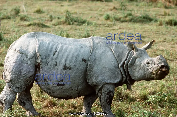 : Great Indian / One-horned RHINOCEROS : Great Indian / One-horned RHINOCEROS
