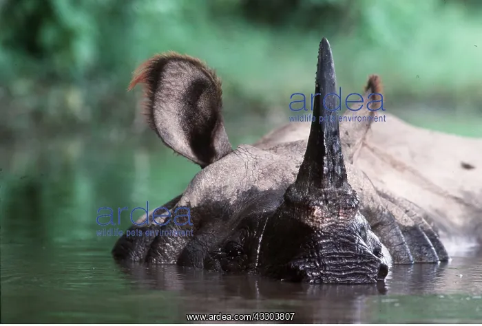  : Great Indian  /  One-horned RHINOCEROS