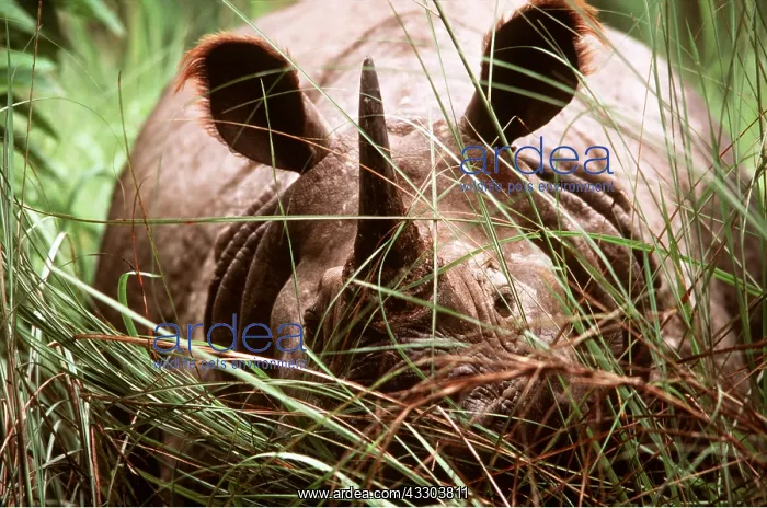: Great Indian / One-horned RHINOCEROS : Great Indian / One-horned RHINOCEROS