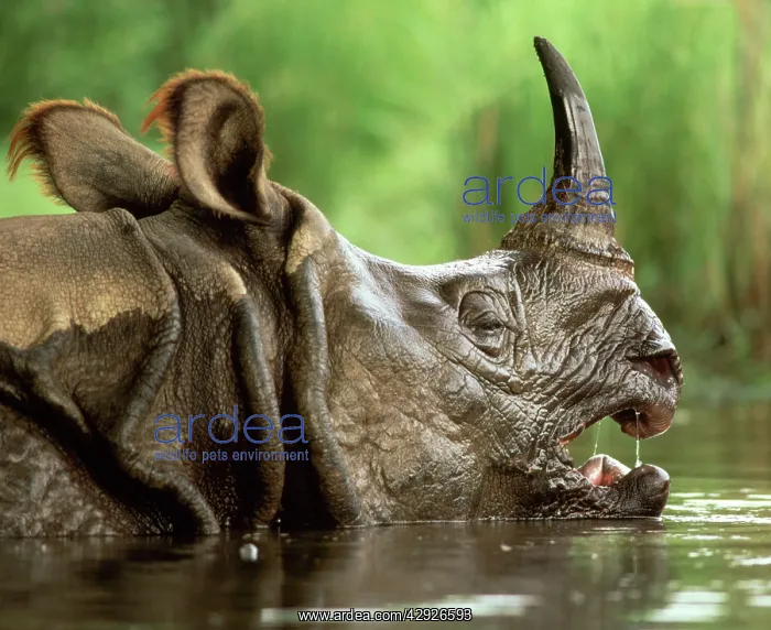 : Great Indian / One-horned RHINOCEROS / rhino - : Great Indian / One-horned RHINOCEROS / rhino -