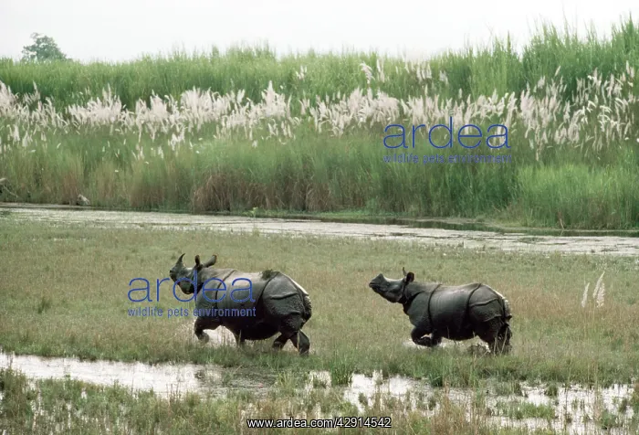: Great Indian / One-horned RHINOCEROS - x two running : Great Indian / One-horned RHINOCEROS - x two running