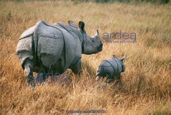 : Great Indian / One-horned RHINOCEROS - With young : Great Indian / One-horned RHINOCEROS - With young