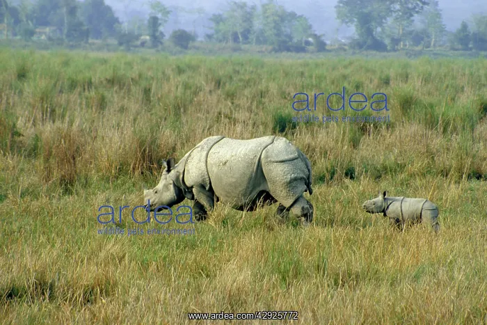 : Great Indian / One-horned RHINOCEROS - and young : Great Indian / One-horned RHINOCEROS - and young