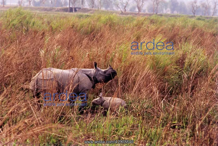 : Great Indian Rhino - with baby : Great Indian Rhino - with baby