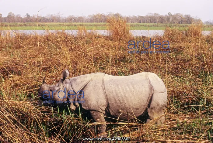 : Great Indian Rhino - on banks of Brahamputra River : Great Indian Rhino - on banks of Brahamputra River