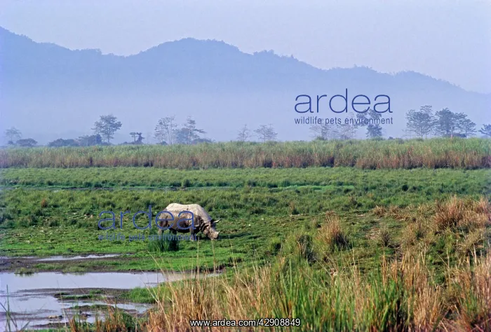 : Great Indian Rhino - in swamp : Great Indian Rhino - in swamp