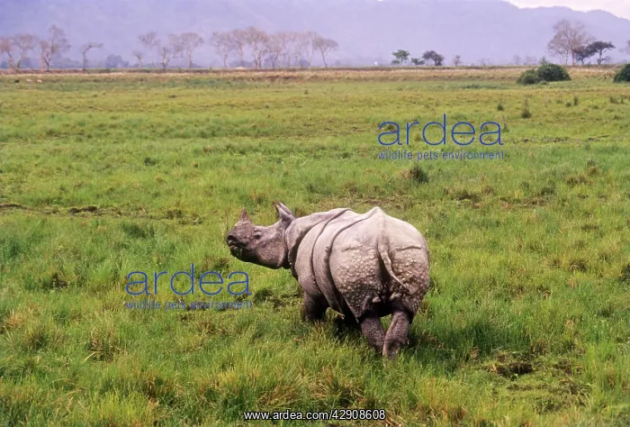 : Great Indian Rhino - in swamp area : Great Indian Rhino - in swamp area