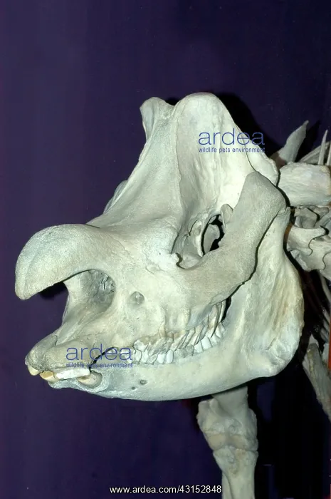 : Great Indian Rhinoceros : Great Indian Rhinoceros