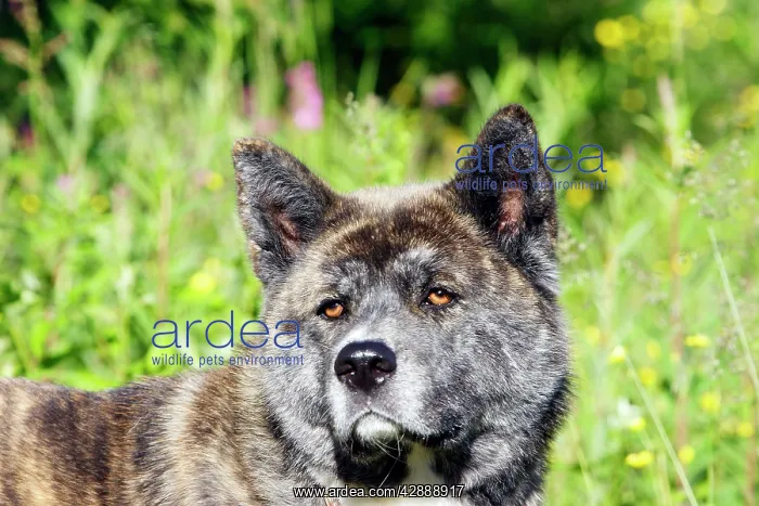  : Great Japanese Dog (American Akita)