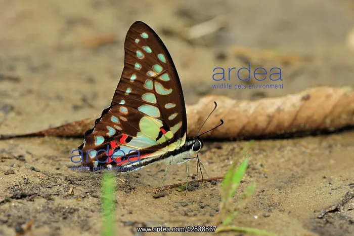 : Great Jay / Pale Green Triangle - sucking minerals on sand : Great Jay / Pale Green Triangle - sucking minerals on sand