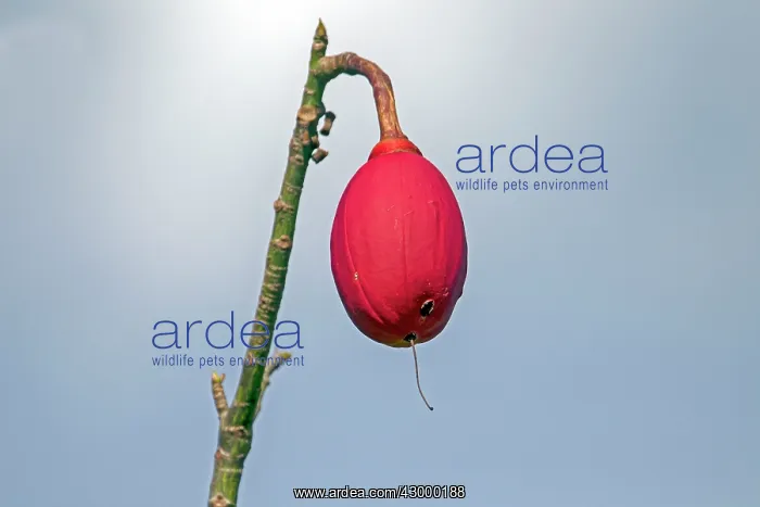 : Great Kapok Tree : Great Kapok Tree