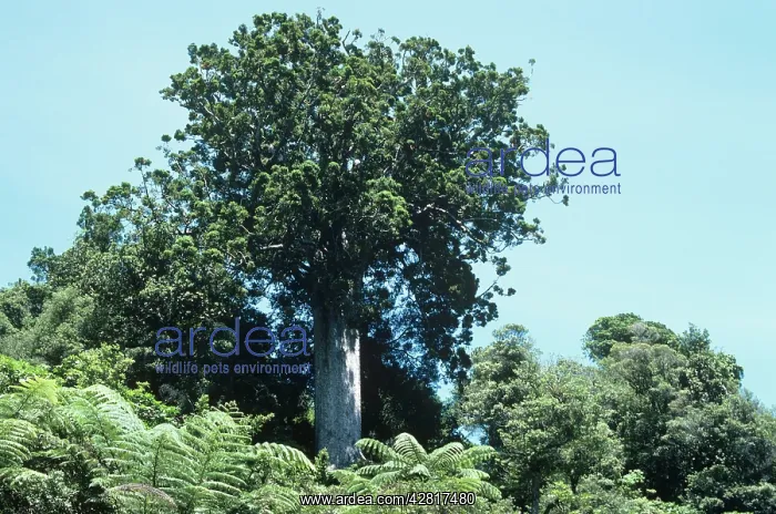  : Great Kauri Tree