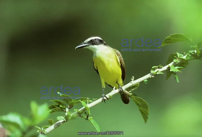 : Great Kiskadee : Great Kiskadee