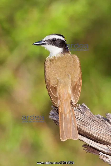 : Great Kiskadee : Great Kiskadee