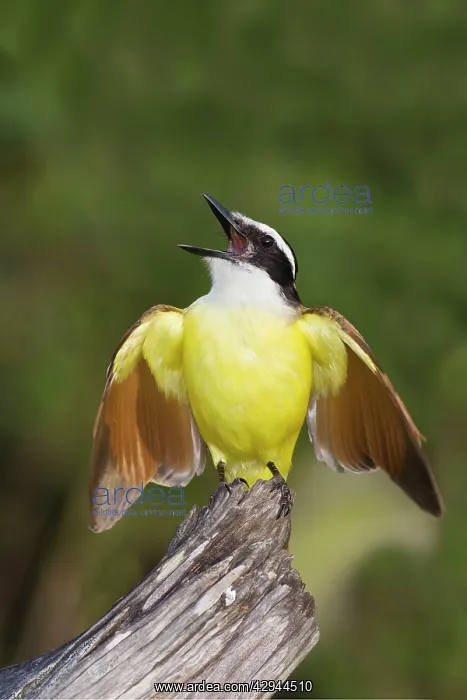 : Great Kiskadee : Great Kiskadee