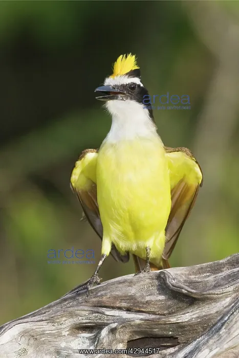 : Great Kiskadee : Great Kiskadee