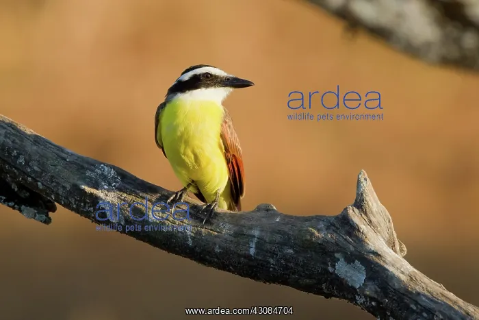 : Great Kiskadee : Great Kiskadee