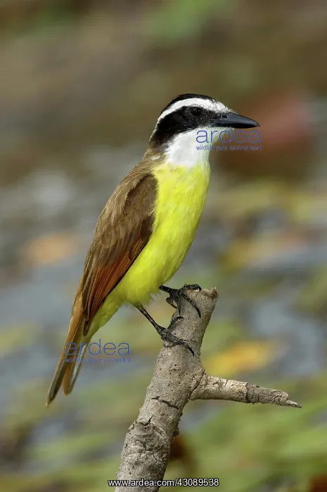 : Great Kiskadee : Great Kiskadee