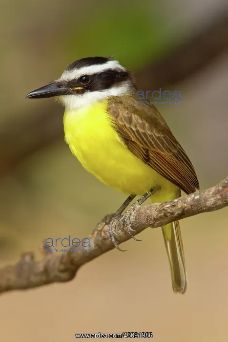 : Great Kiskadee : Great Kiskadee