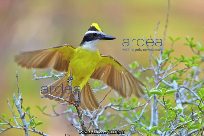 : Great Kiskadee adult perched on branch Pantanal : Great Kiskadee adult perched on branch Pantanal