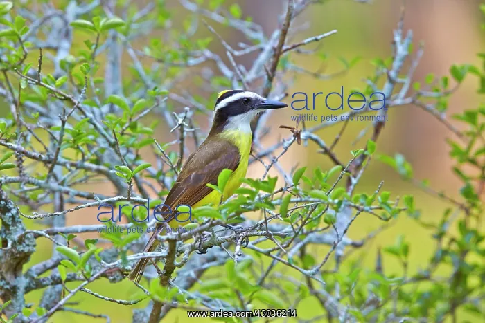 : Great Kiskadee adult perched on branch Pantanal : Great Kiskadee adult perched on branch Pantanal