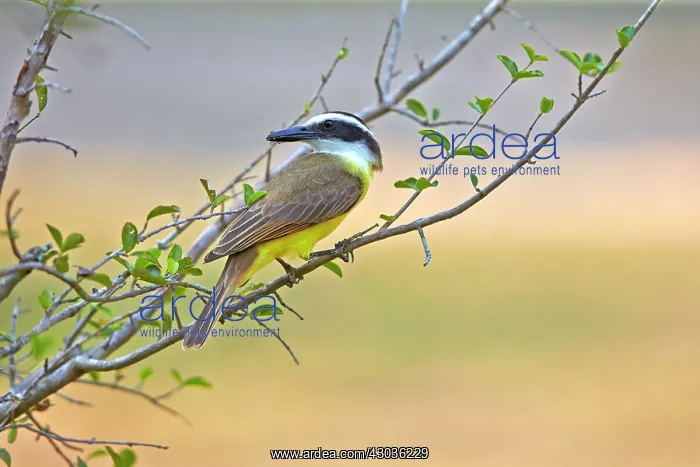 : Great Kiskadee adult perched on branch Pantanal : Great Kiskadee adult perched on branch Pantanal