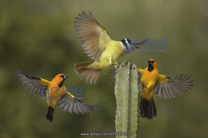 : Great Kiskadee & Altamira Oriole (Pitangus sulphuratus & Icterus gularis) wrangling : Great Kiskadee & Altamira Oriole (Pitangus sulphuratus & Icterus gularis) wrangling