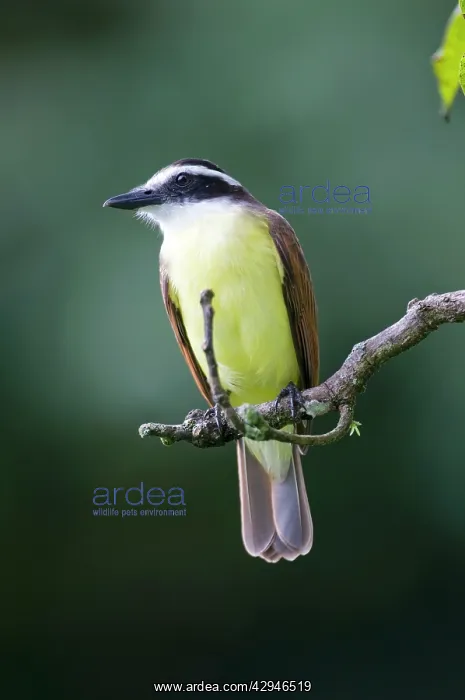 : Great Kiskadee - on branch : Great Kiskadee - on branch