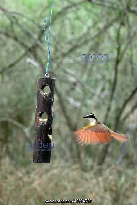 : Great Kiskadee in flight near feeder : Great Kiskadee in flight near feeder
