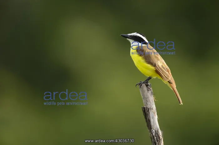 : Great Kiskadee - Great Kiskadee perched on a branch : Great Kiskadee - Great Kiskadee perched on a branch