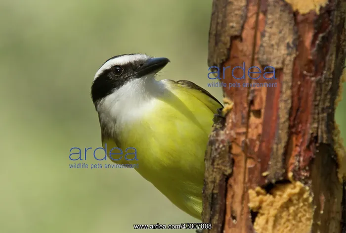 : Great Kiskadee - perched : Great Kiskadee - perched