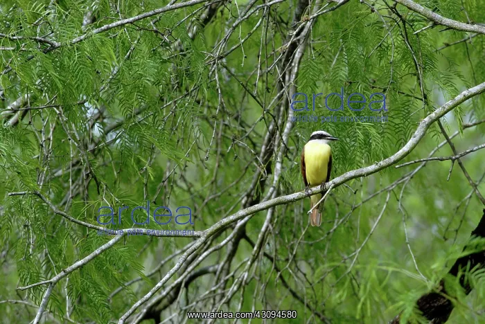 : Great Kiskadee (Pitangus sulphuratus) : Great Kiskadee (Pitangus sulphuratus)