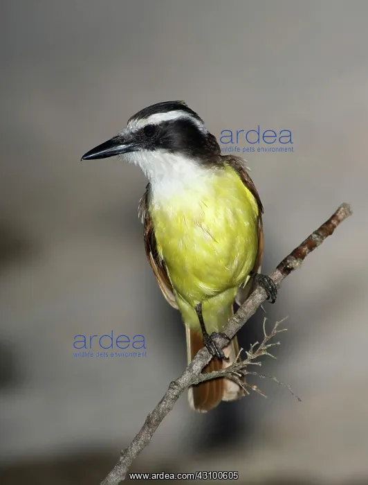 : Great Kiskadee (Pitangus sulphuratus) : Great Kiskadee (Pitangus sulphuratus)
