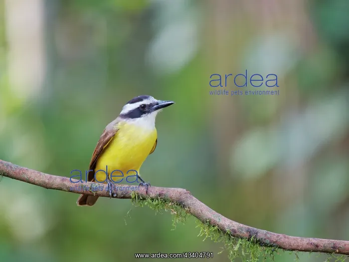 : Great Kiskadee Pitangus sulphuratus Atlantic Forest : Great Kiskadee Pitangus sulphuratus Atlantic Forest