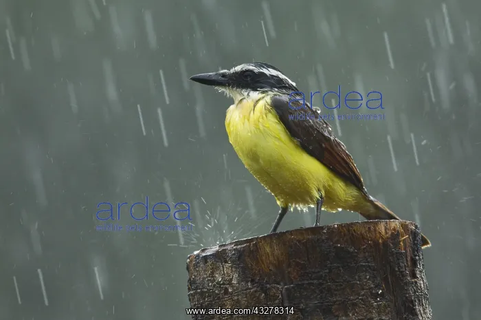 : Great Kiskadee (Pitangus sulphuratus) getting s
