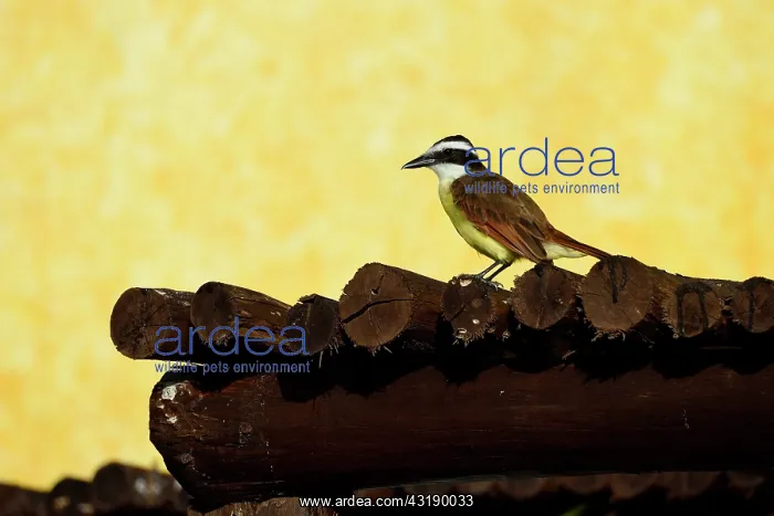 : Great kiskadee (Pitangus sulphuratus) on logs, Yuacatan : Great kiskadee (Pitangus sulphuratus) on logs, Yuacatan
