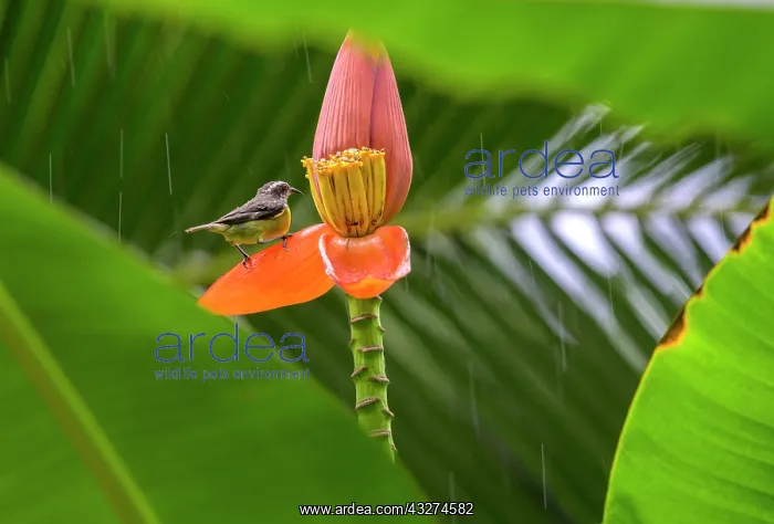 : Great kiskadee (Pitangus sulphuratus) on ornamental : Great kiskadee (Pitangus sulphuratus) on ornamental