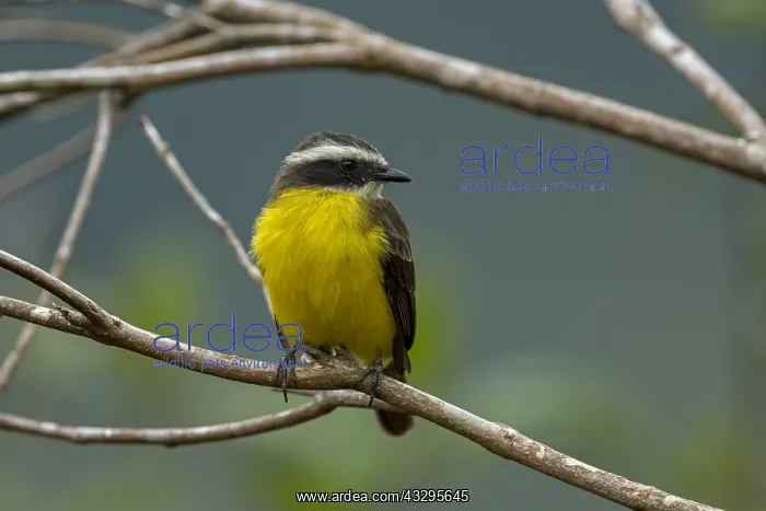 : Great Kiskadee (Pitangus sulphuratus) Rio Claro : Great Kiskadee (Pitangus sulphuratus) Rio Claro